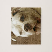 American Bulldog Dog Jigsaw puzzle ジグソーパズル (縦)
