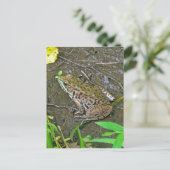 American Bullfrog - Rana catesbeiana ポストカード (スタンド正面)