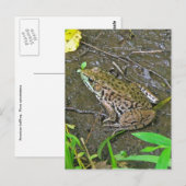 American Bullfrog - Rana catesbeiana ポストカード (正面/裏面)