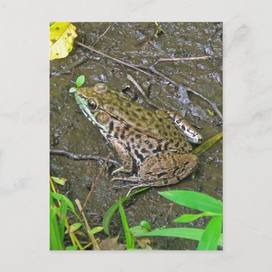 American Bullfrog - Rana catesbeiana ポストカード (正面)