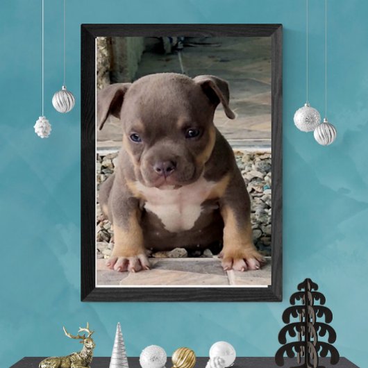 American bully bread puppy ポスター
