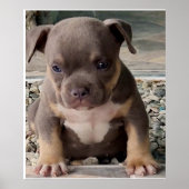 American bully bread puppy ポスター (正面)