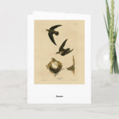 American (Chimney) Swift Audubon, Birds of America カード (裏面)