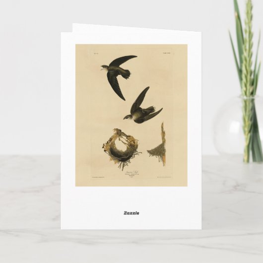 American (Chimney) Swift Audubon, Birds of America カード (裏面)