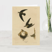American (Chimney) Swift Audubon, Birds of America カード (正面)