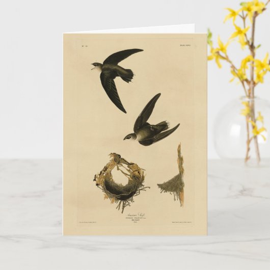 American (Chimney) Swift Audubon, Birds of America カード (黄色い花)