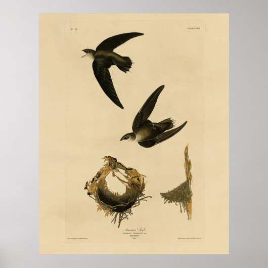 American (Chimney) Swift Audubon, Birds of America ポスター (正面)