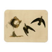 American (Chimney) Swift Audubon, Birds of America マグネット (横)