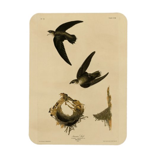 American (Chimney) Swift Audubon, Birds of America マグネット (縦)