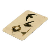 American (Chimney) Swift Audubon, Birds of America マグネット (左側)