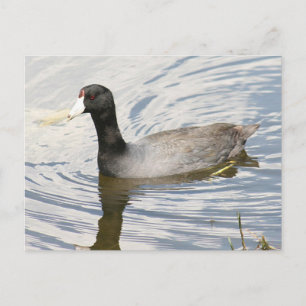 American Cootフォトポストカード ポストカード