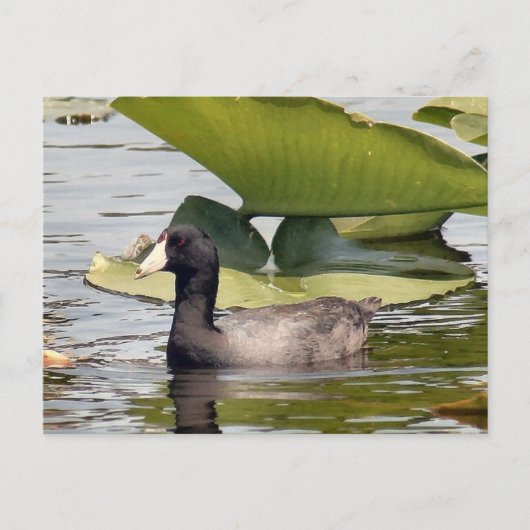 American Cootフォトポストカード ポストカード (正面)