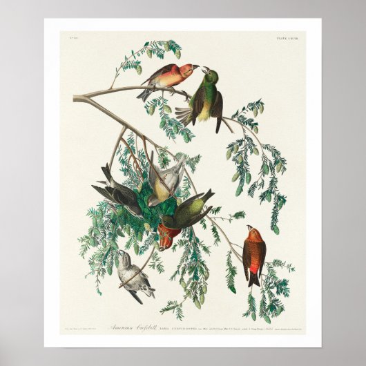 American Crossbill by Audubon Poster ポスター (正面)