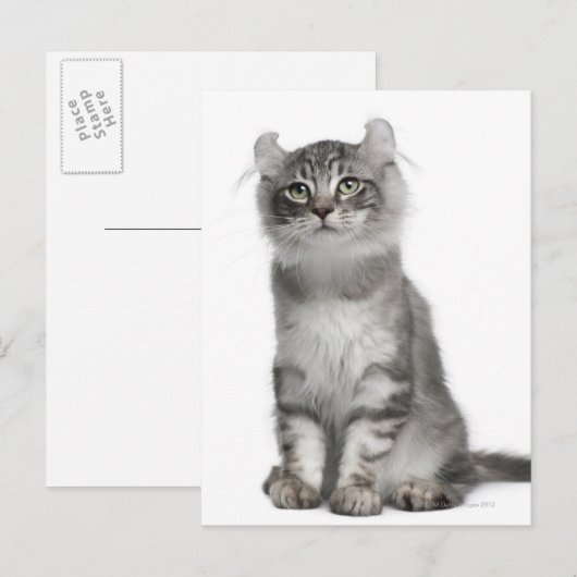 American Curl Kitten （3カ月） ポストカード (正面/裏面)