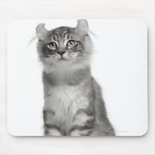 American Curl Kitten (3カ月) マウスパッド (正面)