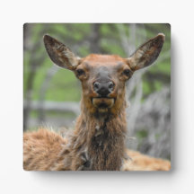 American Elkデスクトッププラーク