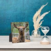 American Elkデスクトッププラーク フォトプラーク (インサイチュ)