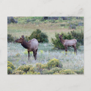 American Elk   Colorado ポストカード
