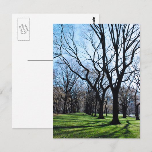 American Elm Treesはがき ポストカード (正面/裏面)