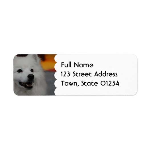 American Eskimo Dog Mailing Labels ラベル (正面)