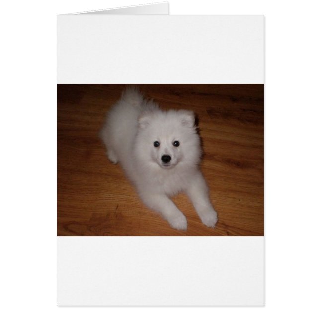 American_Eskimo_Dog_puppy (正面)