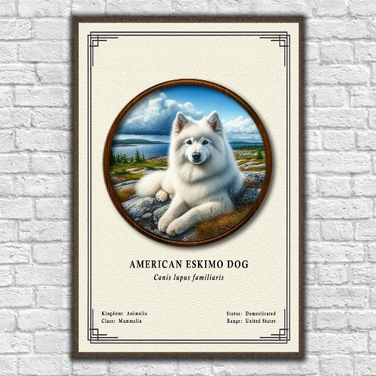 American Eskimo Dog Zoology Series ポスター
