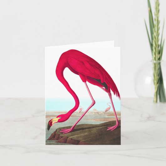 American Flamingo by John James Audubon サンキューカード (正面)