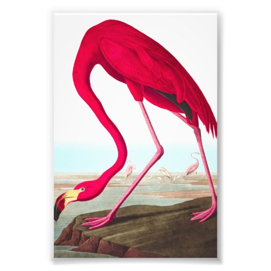 American Flamingo by John James Audubon フォトプリント (正面)