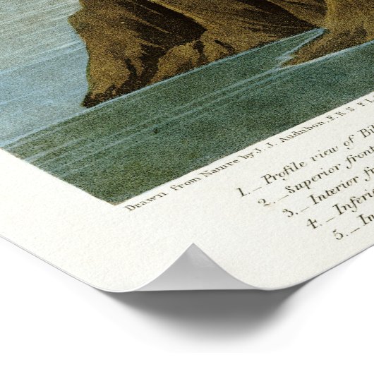 American Flamingo by John James Audubon ポスター (角)