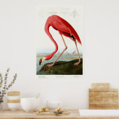 American Flamingo by John James Audubon ポスター (キッチン)