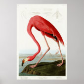 American Flamingo by John James Audubon ポスター (正面)