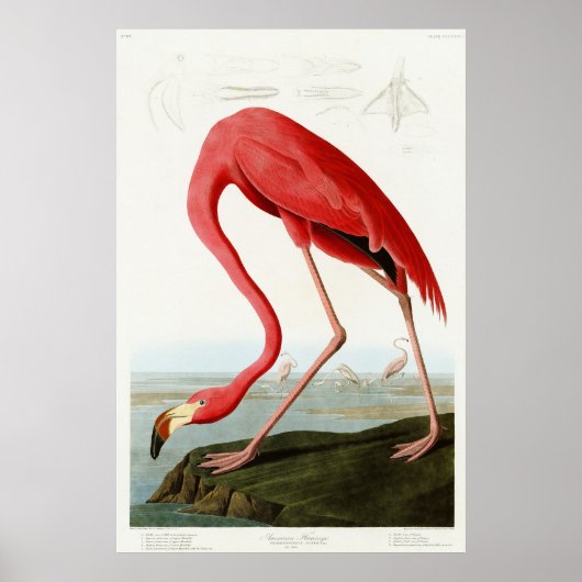 American Flamingo by John James Audubon ポスター (正面)