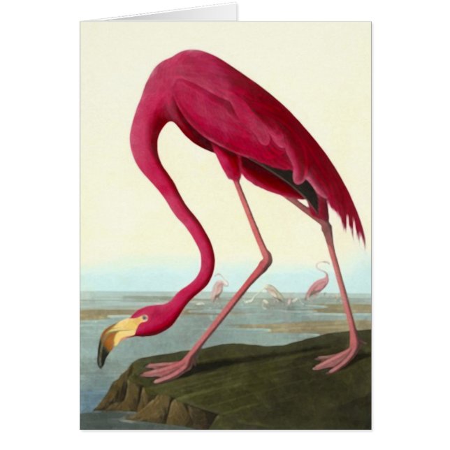 American Flamingo, John James Audubon (正面)