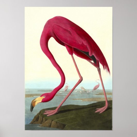 American Flamingo, John James Audubon ポスター (正面)