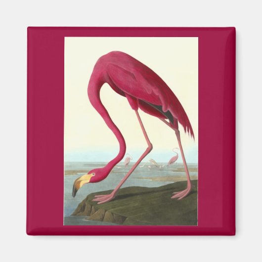American Flamingo, John James Audubon マグネット (正面)
