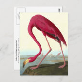 American Flamingo, John James Audubon 素晴らし ポストカード (正面/裏面)