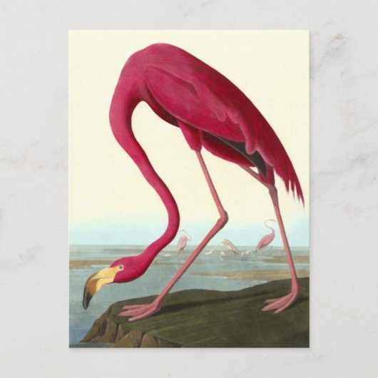 American Flamingo, John James Audubon 素晴らし ポストカード (正面)