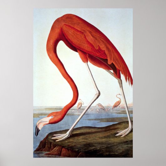 American Flamingo - Wildlife by John Audubon ポスター (正面)