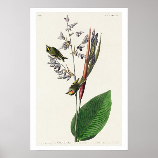 American Golden crested-Wren by Audubon Poster ポスター (正面)