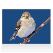 American Goldfinchあなたを見て (内部横(上))