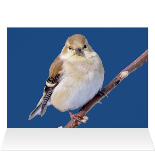 American Goldfinchあなたを見て (内部横(上))