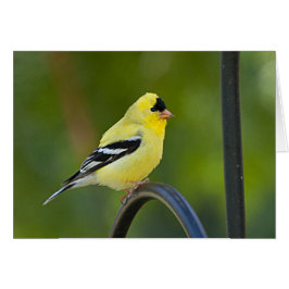 American Goldfinch – フレームアートカード