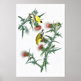 American Goldfinch John Audubon Birds of America ポスター