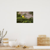 American Goldfinch male in a tree ポスター (キッチン)