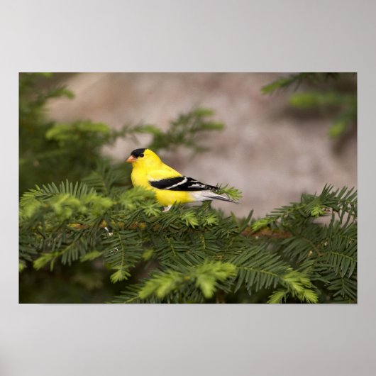 American Goldfinch male in a tree ポスター (正面)
