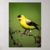 American Goldfinch Poster ポスター (正面)