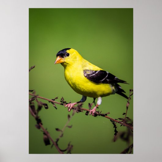 American Goldfinch Poster ポスター (正面)