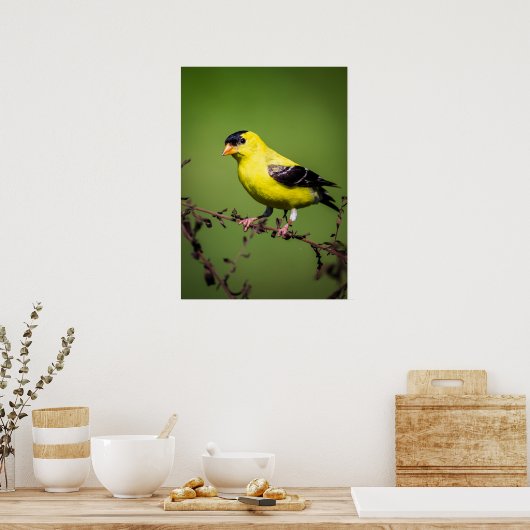 American Goldfinch Poster ポスター (キッチン)