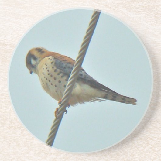 American Kestrel (Falco sparverius)アイテム コースター (正面)