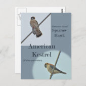 American Kestrel (Falco sparverius)アイテム ポストカード (正面/裏面)